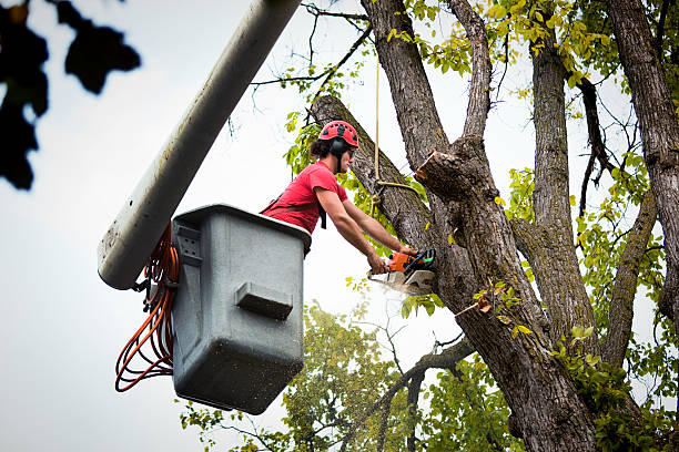 Leaf Removal in Ben Lomond, CA